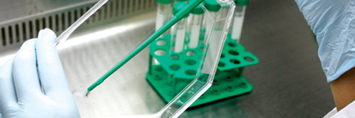 Laboglob Zellkulturflaschen / Tissue Culture Flasks